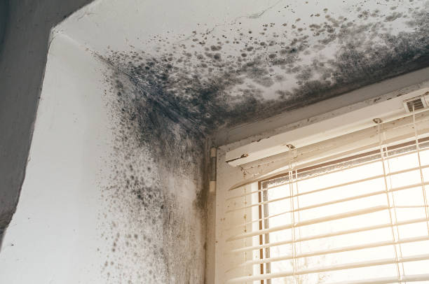 Affordable Basement Mold Removal solutions in Bryn Athyn, PA