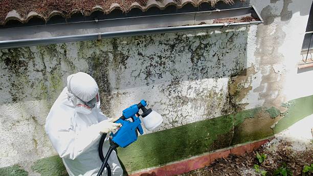 Top rated local Basement Mold Removal specialists in Bryn Athyn, PA
